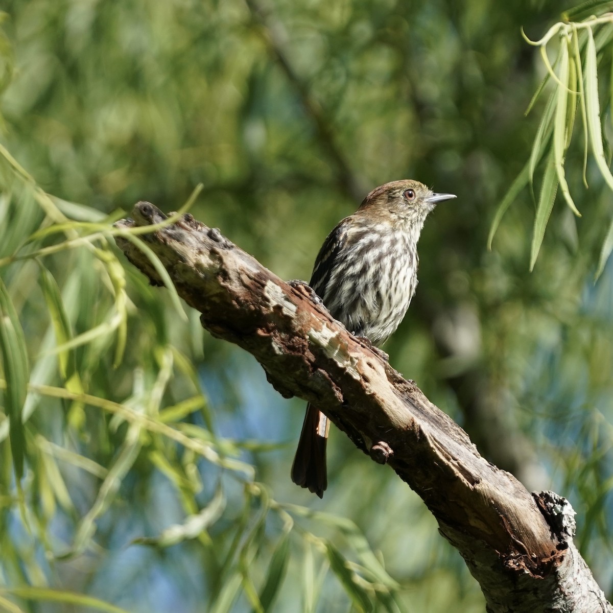 Blue-billed Black-Tyrant - ML627808160