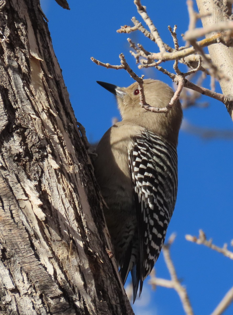 Gila Woodpecker - ML627808182