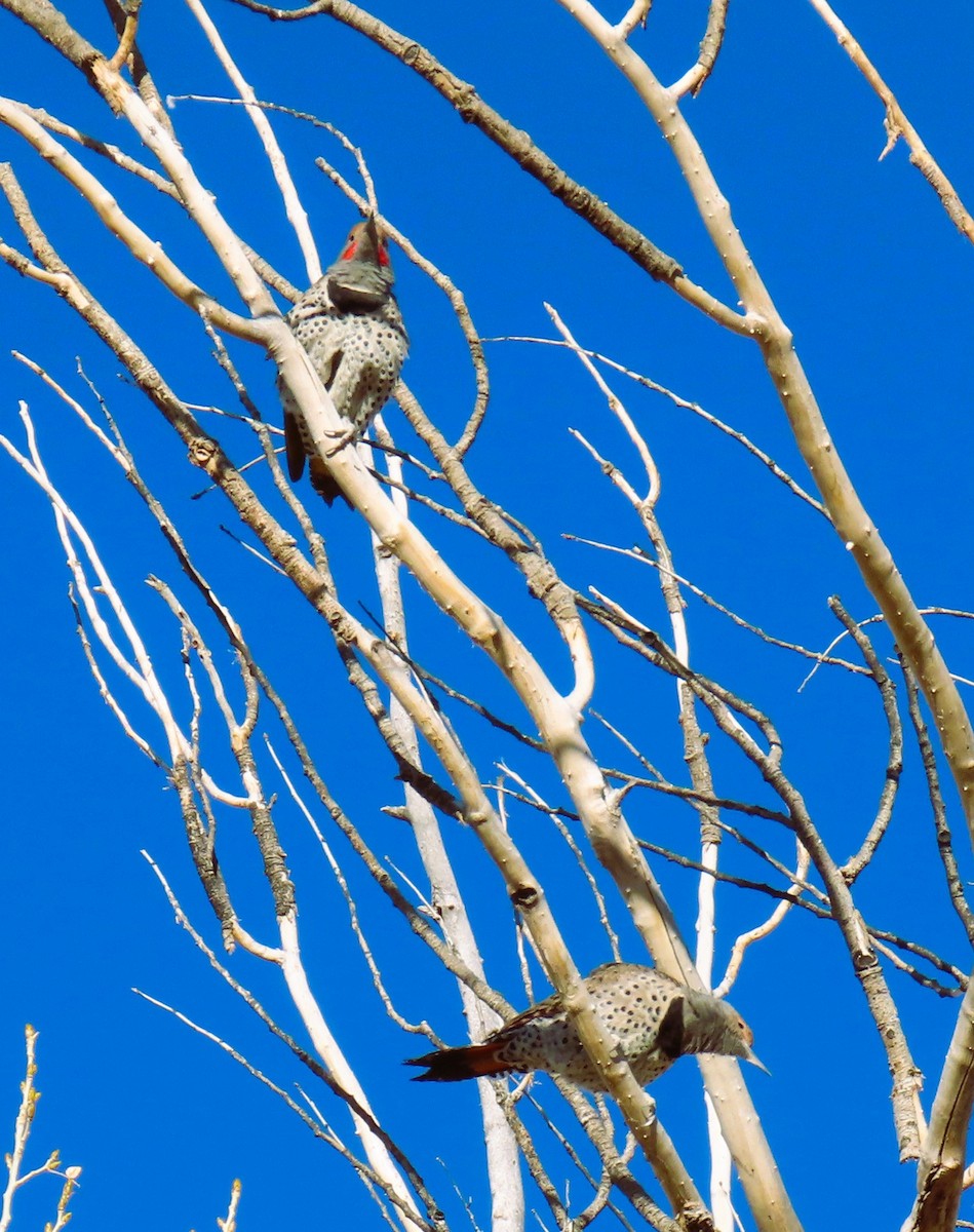 Northern Flicker - ML627808192