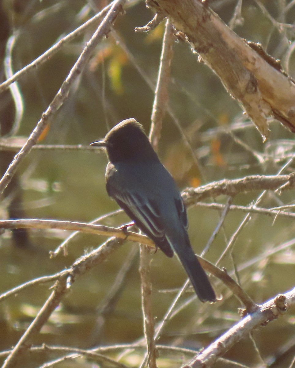 Black Phoebe - ML627808214