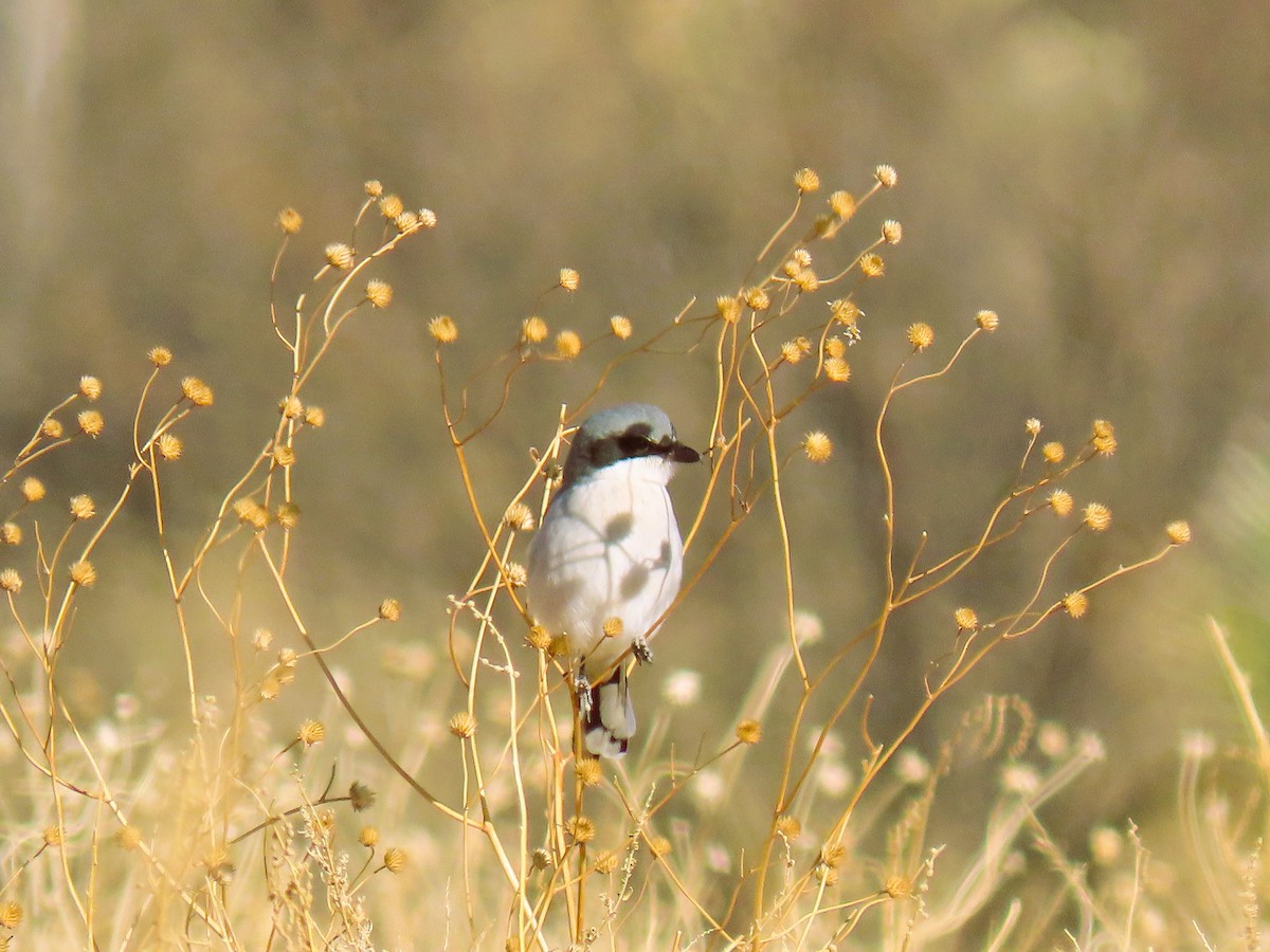 Loggerhead Shrike - ML627808230