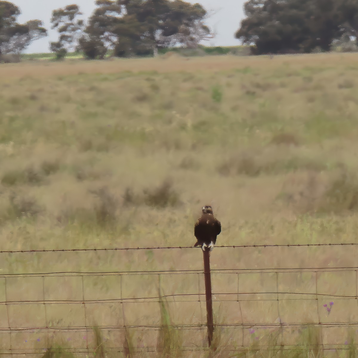 Black Falcon - ML627808245