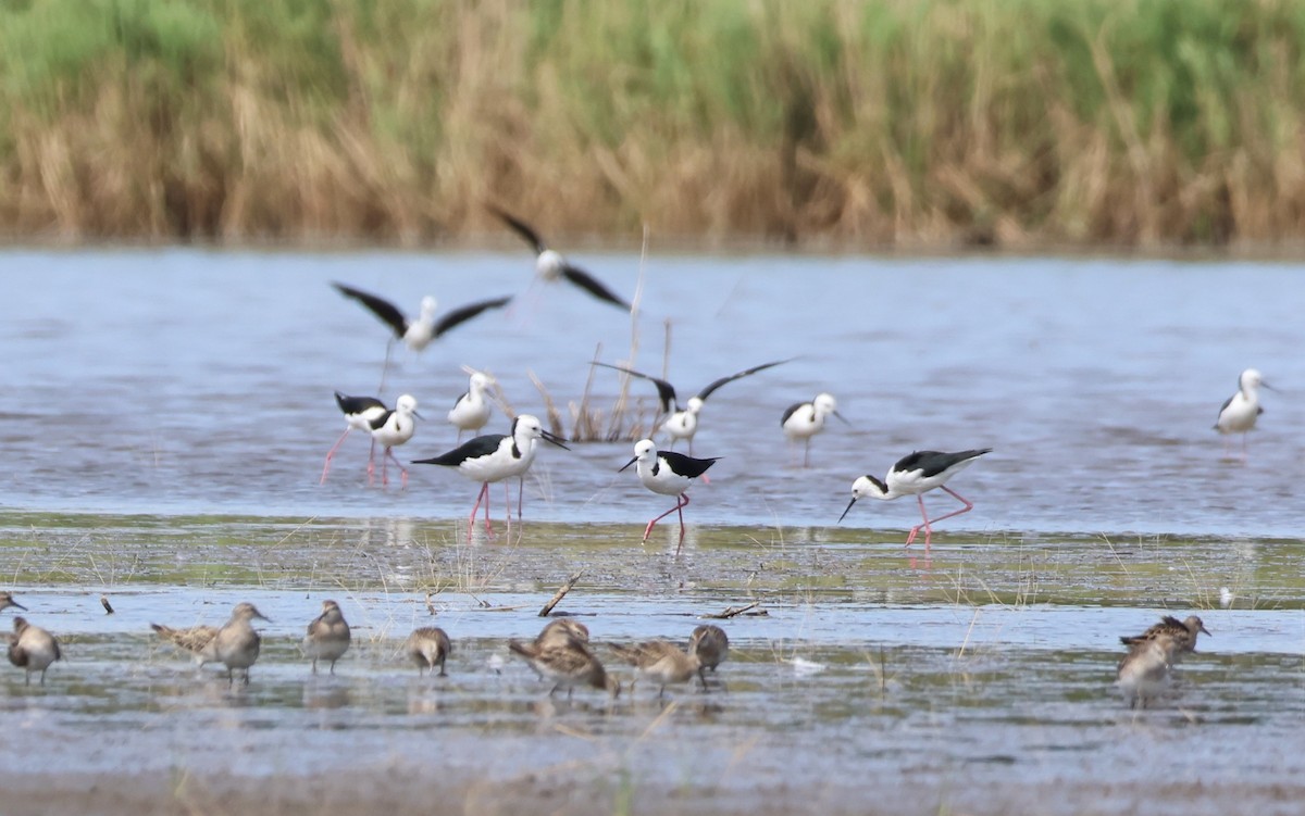 Pied Stilt - ML627808254