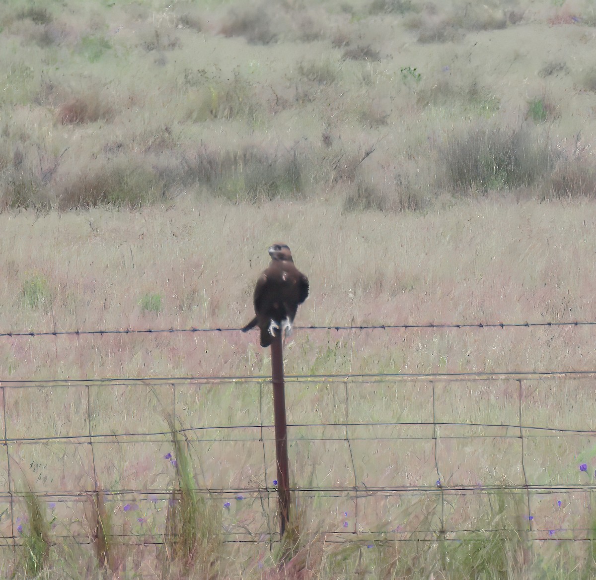 Black Falcon - ML627808306