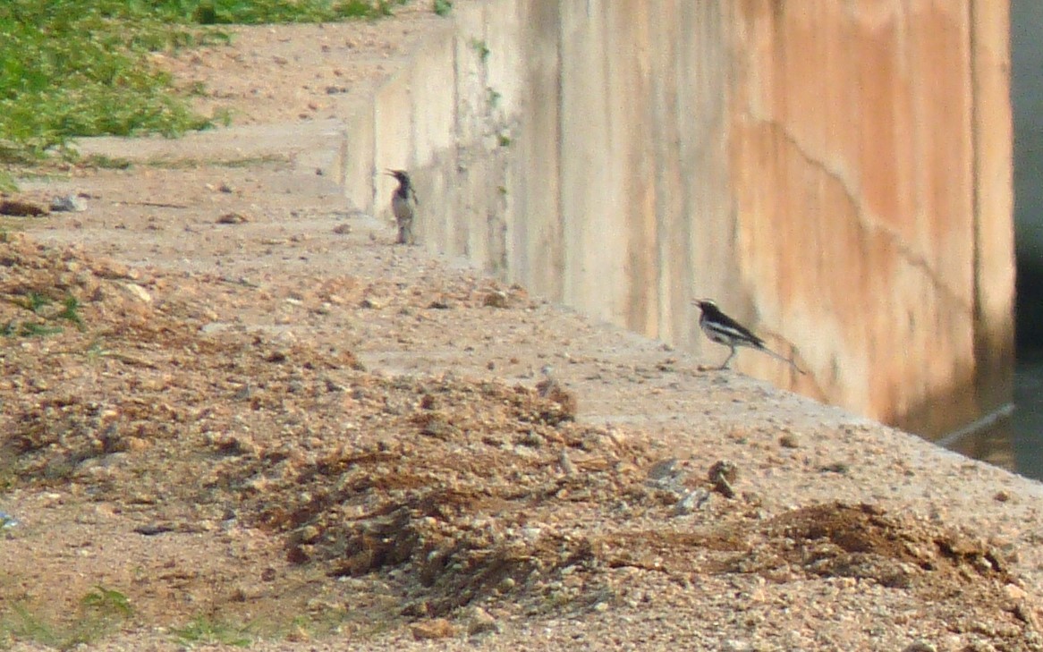 White-browed Wagtail - ML627808333