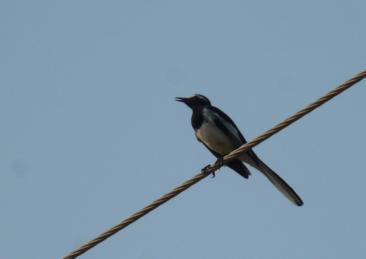 White-browed Wagtail - ML627808334