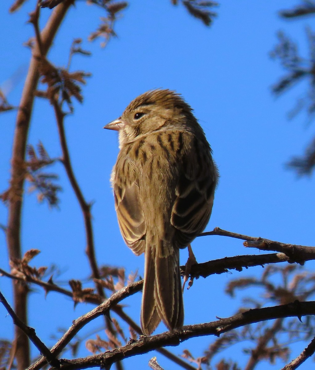 Brewer's Sparrow - ML627808391