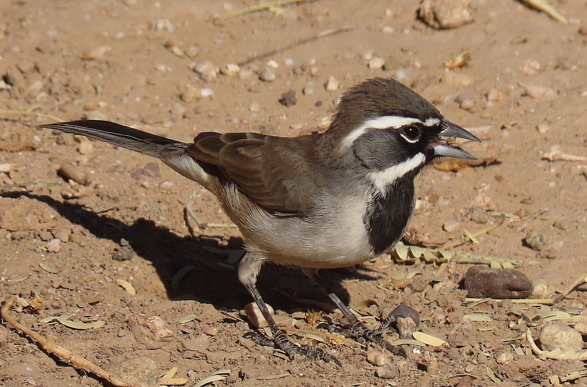 Black-throated Sparrow - ML627808421