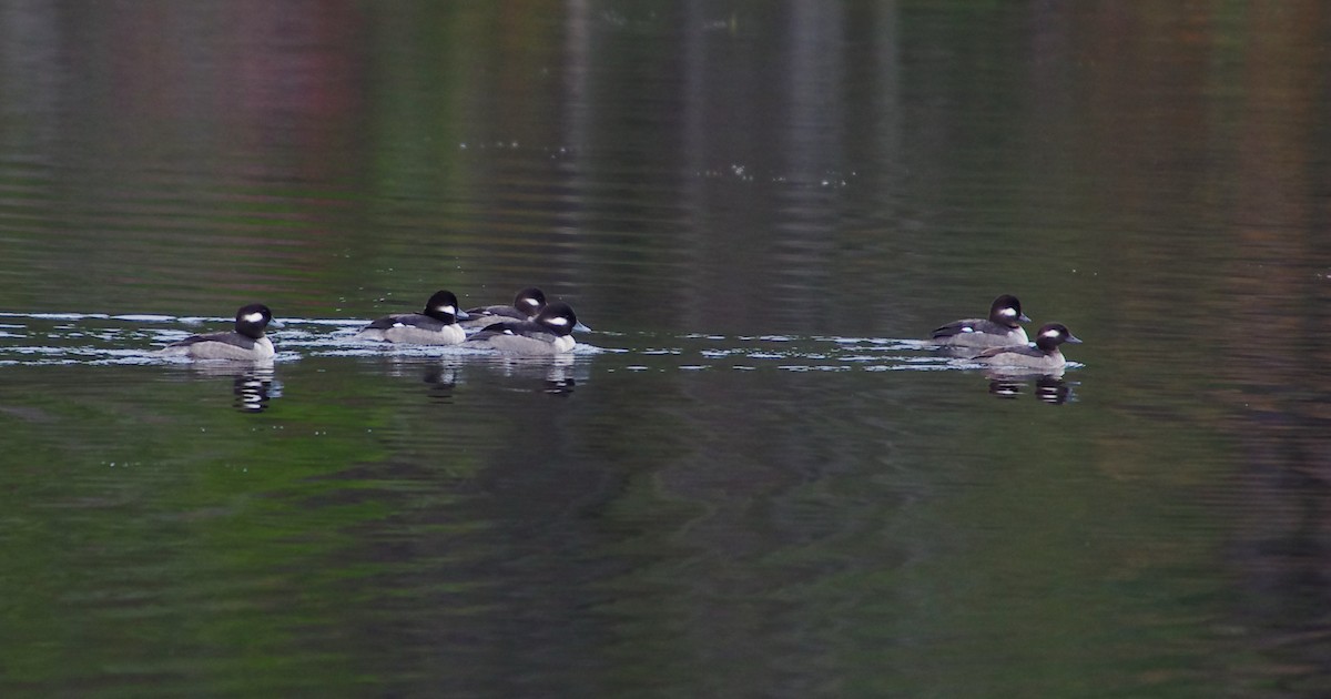 Bufflehead - ML627808454