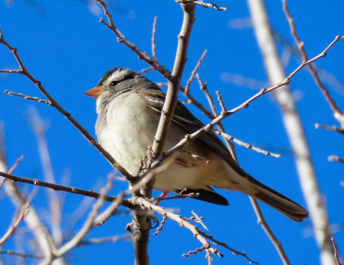 White-crowned Sparrow - ML627808457