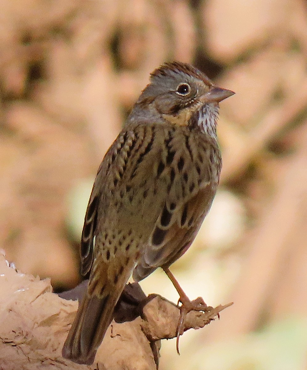 Lincoln's Sparrow - ML627808482