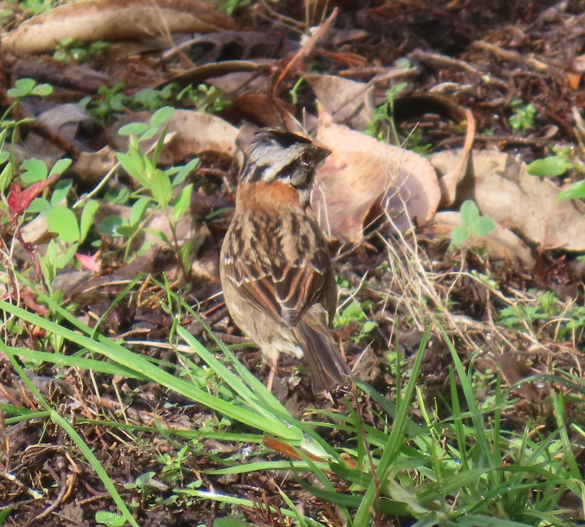 Rufous-collared Sparrow - ML627808498