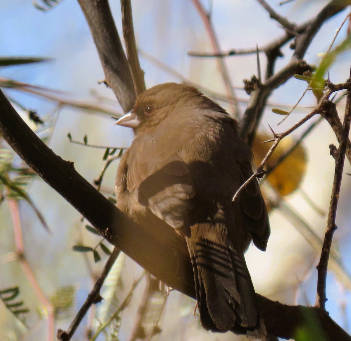 Abert's Towhee - ML627808500