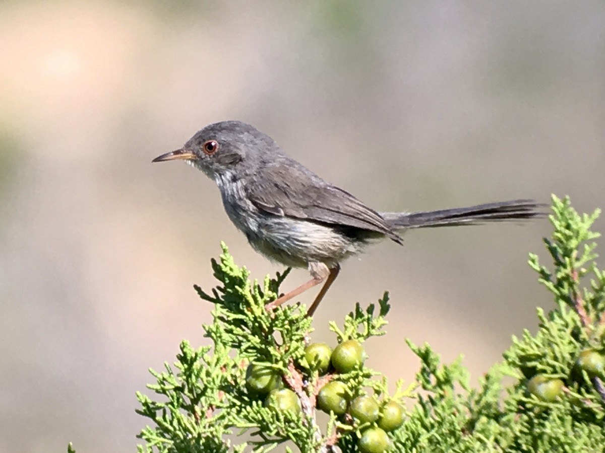 Balearic Warbler - ML62780851