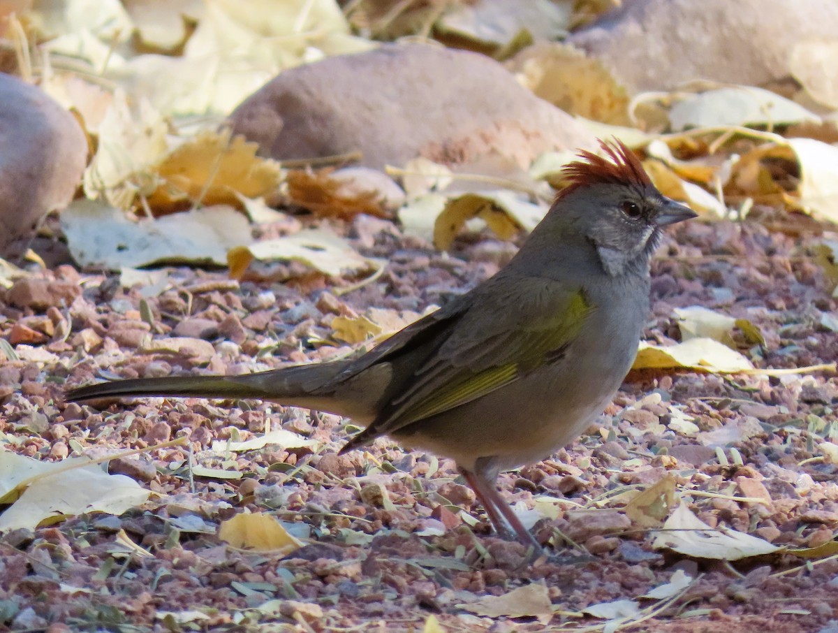 Green-tailed Towhee - ML627808517