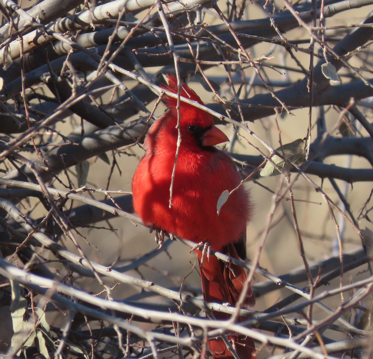 Northern Cardinal - ML627808542