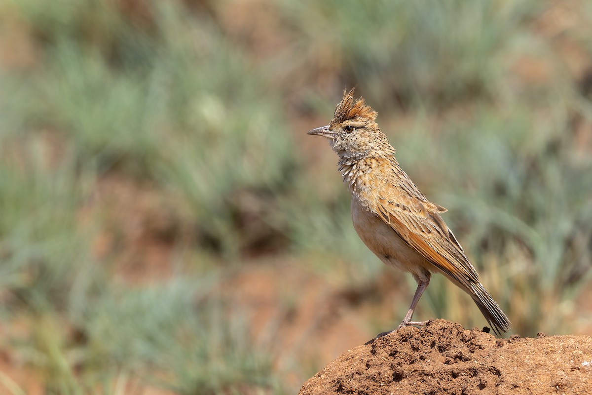 Rufous-naped Lark - ML627808556