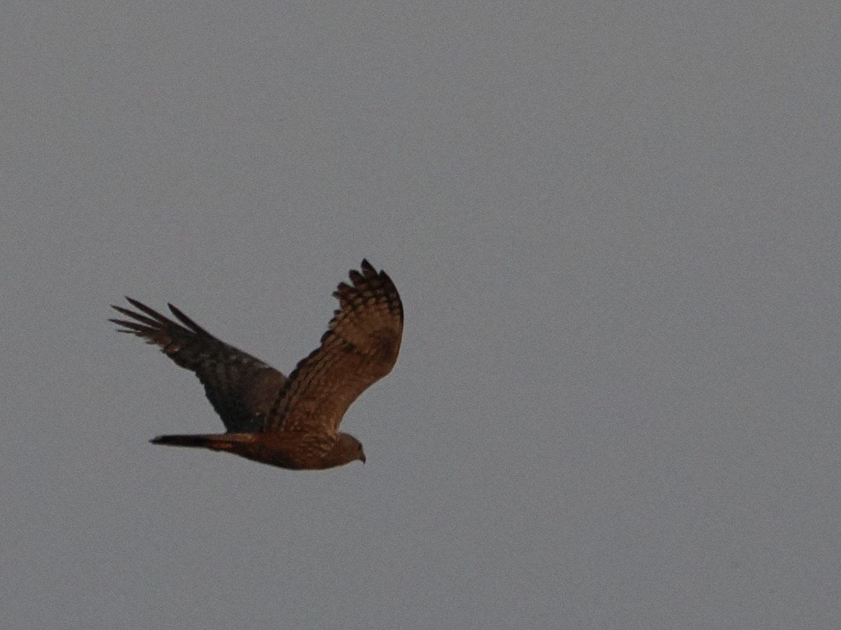 African Marsh Harrier - ML627808559