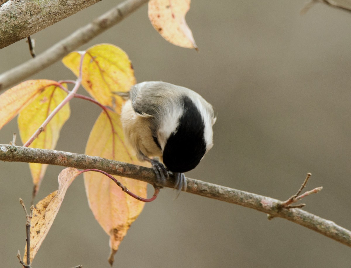 Carolina Chickadee - ML627808563