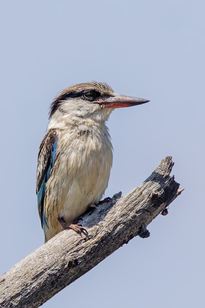 Striped Kingfisher - ML627808612