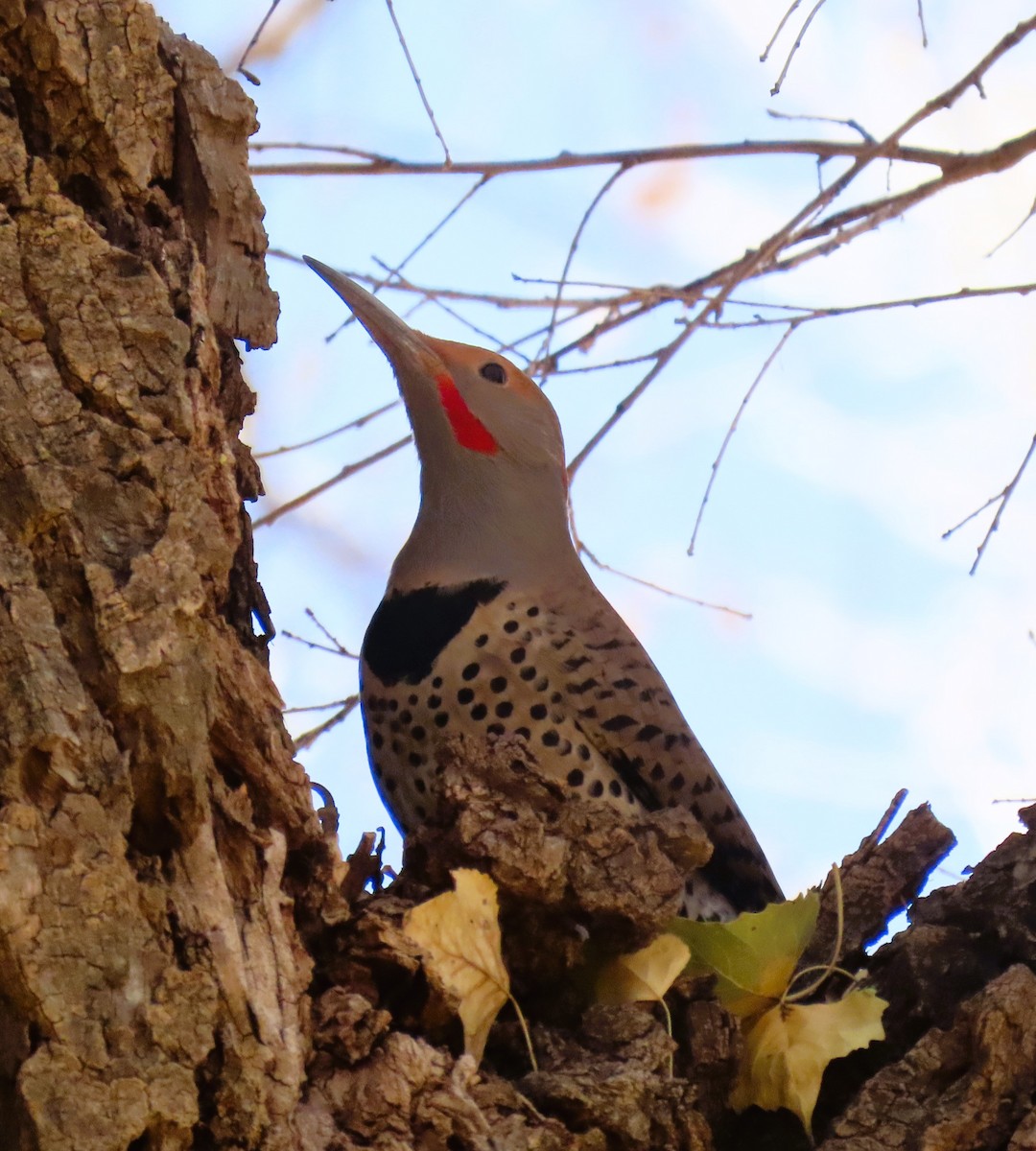 Northern Flicker - ML627808648