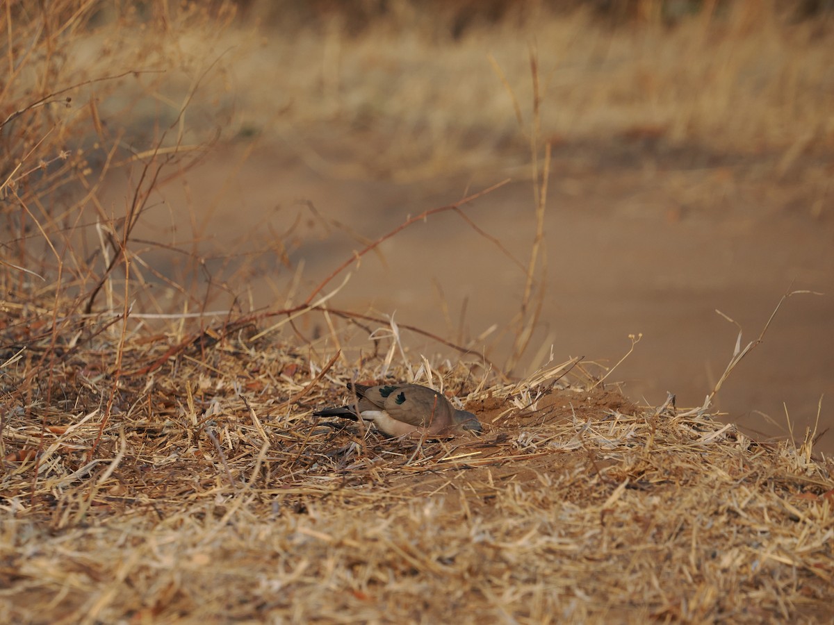 Emerald-spotted Wood-Dove - ML627808673