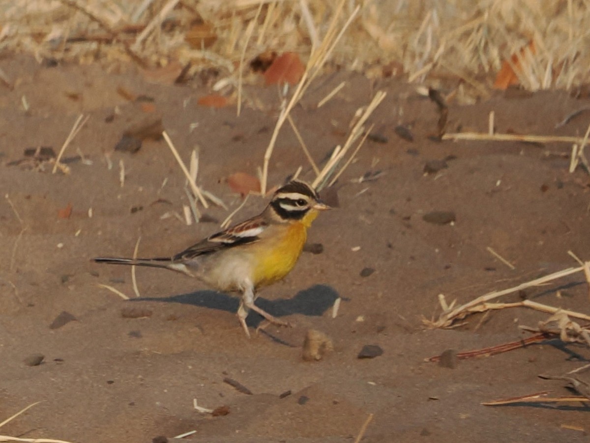 Golden-breasted Bunting - ML627808694