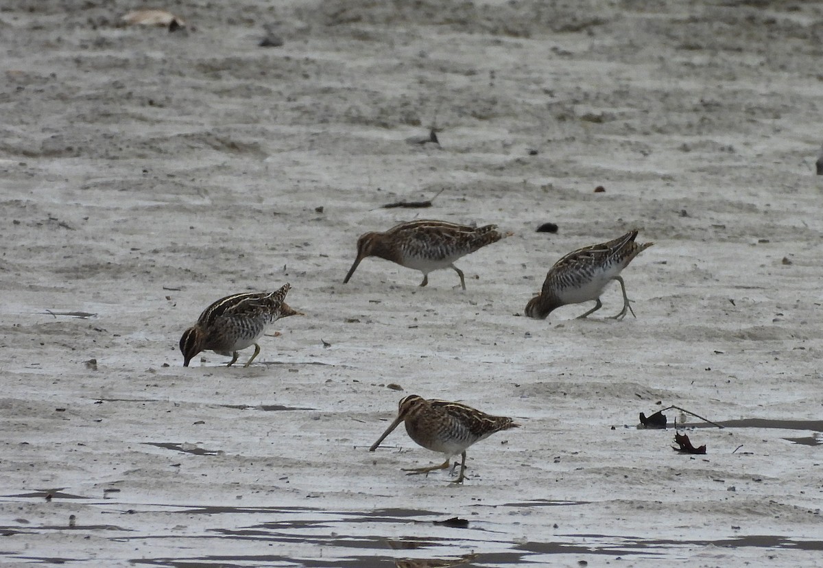 Wilson's Snipe - ML627808695