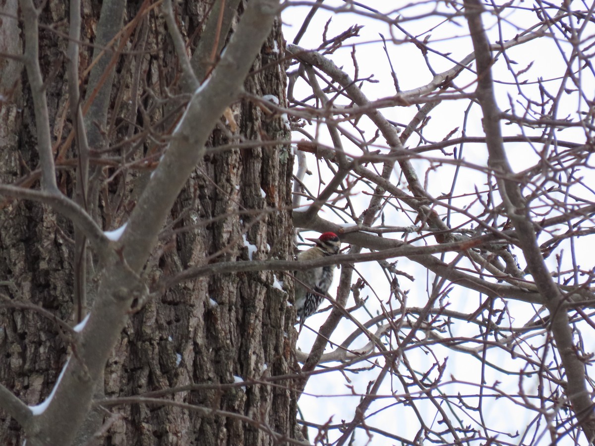 Yellow-bellied Sapsucker - ML627808744