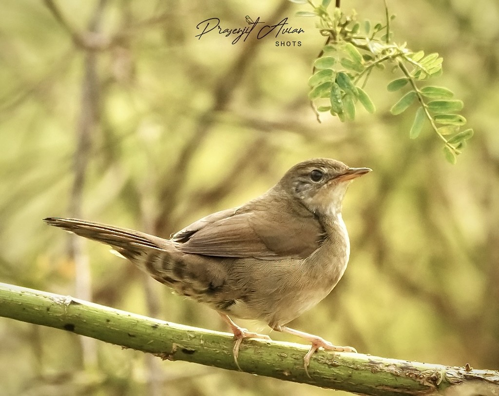 West Himalayan Bush Warbler - ML627808797