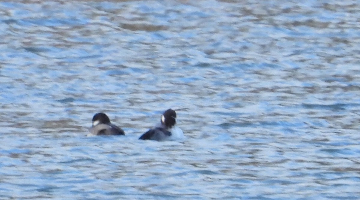 Bufflehead - ML627808799