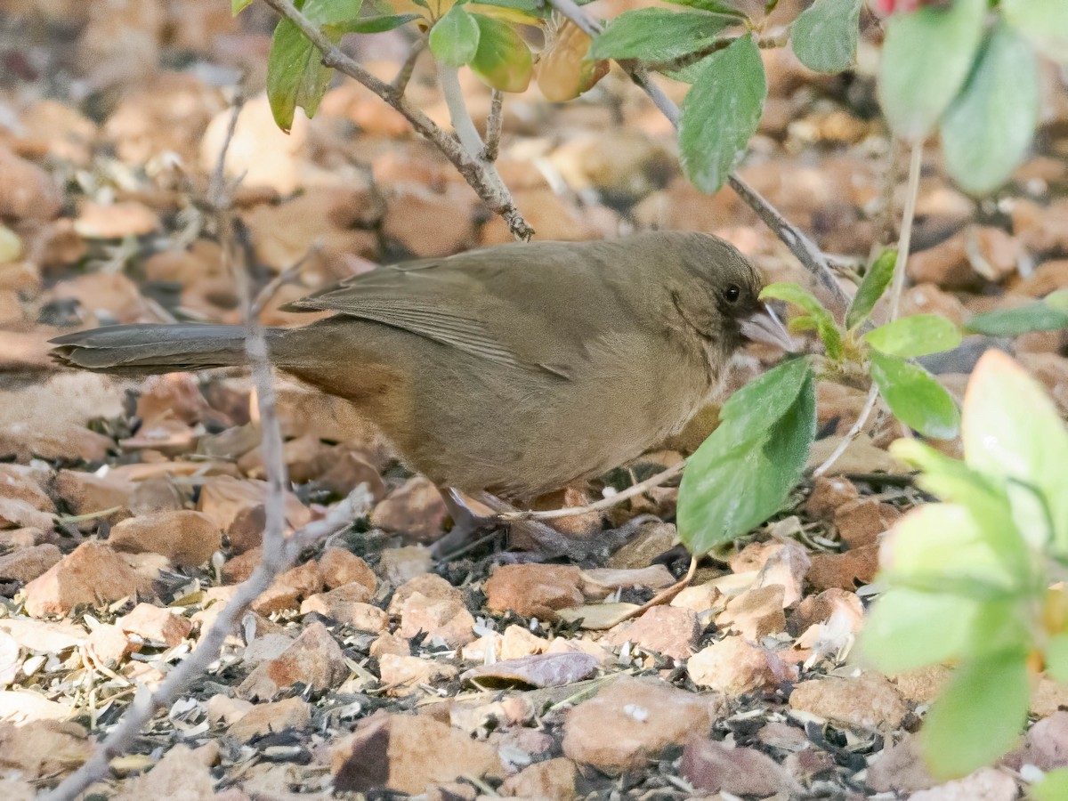 Abert's Towhee - ML627808800