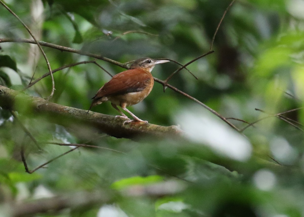 Pale-billed Hornero - ML627808854