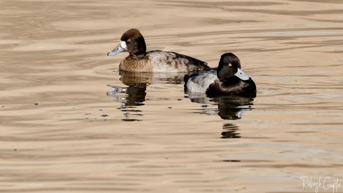 Lesser Scaup - ML627808887