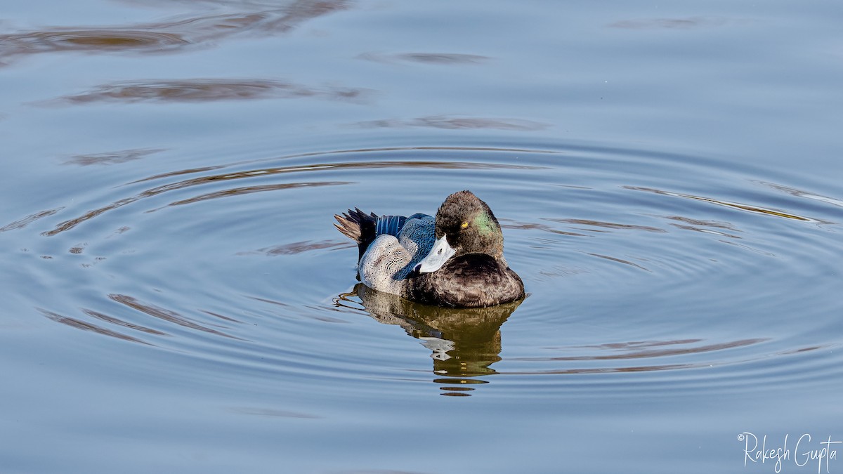 Lesser Scaup - ML627808888