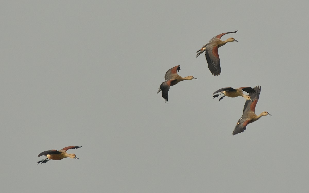 Lesser Whistling-Duck - ML627808889