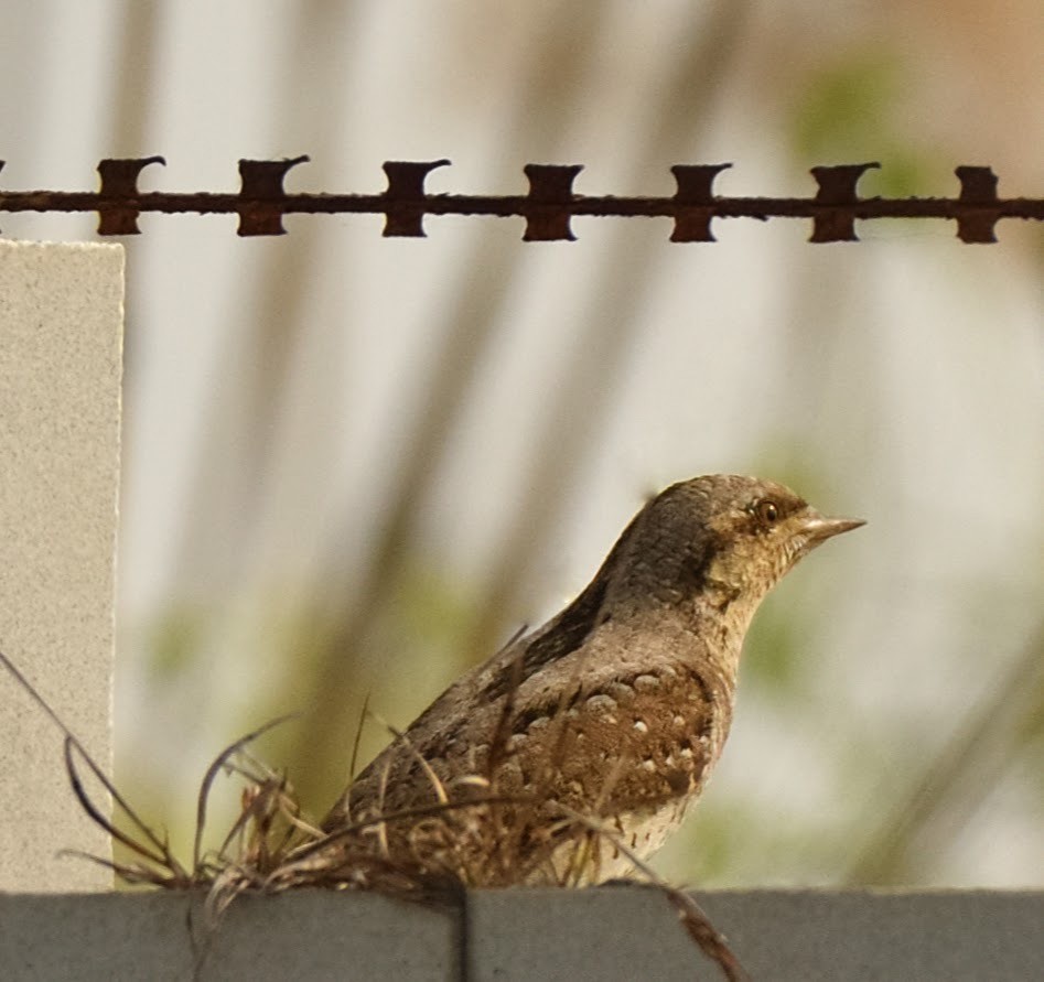 Eurasian Wryneck - ML627808899