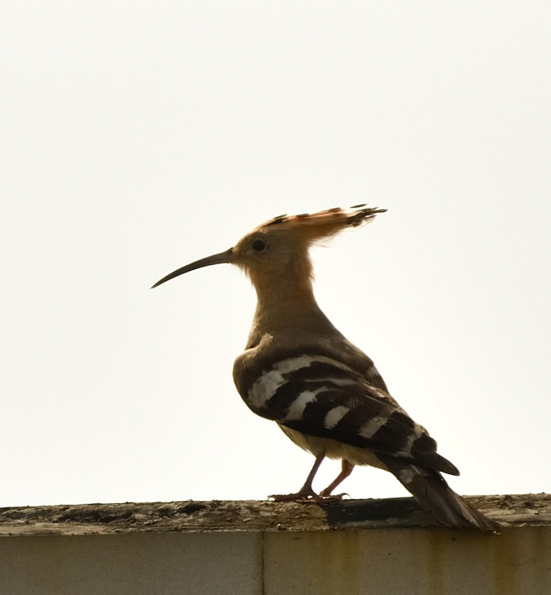 Common Hoopoe - ML627808940