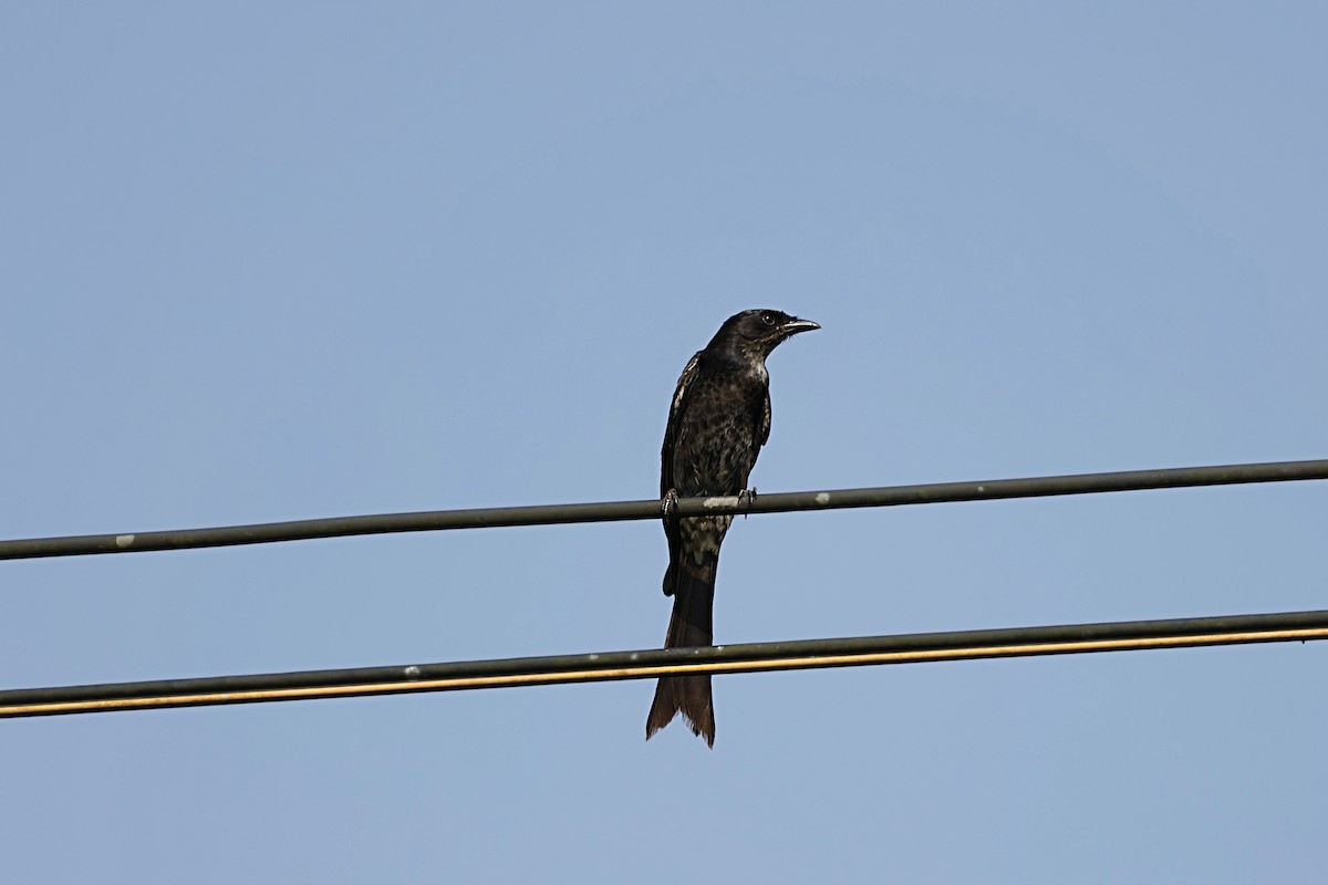 Black Drongo - ML627808946