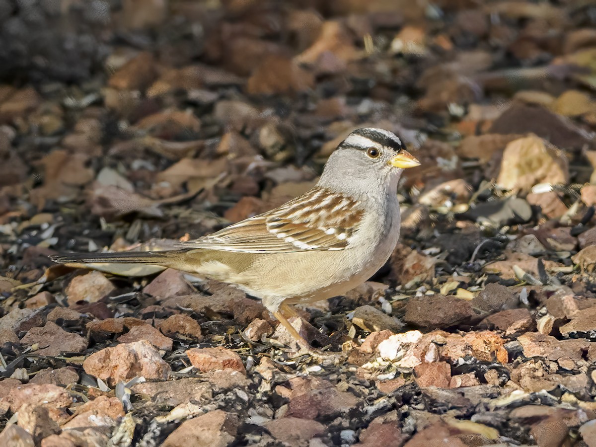 White-crowned Sparrow - ML627809001