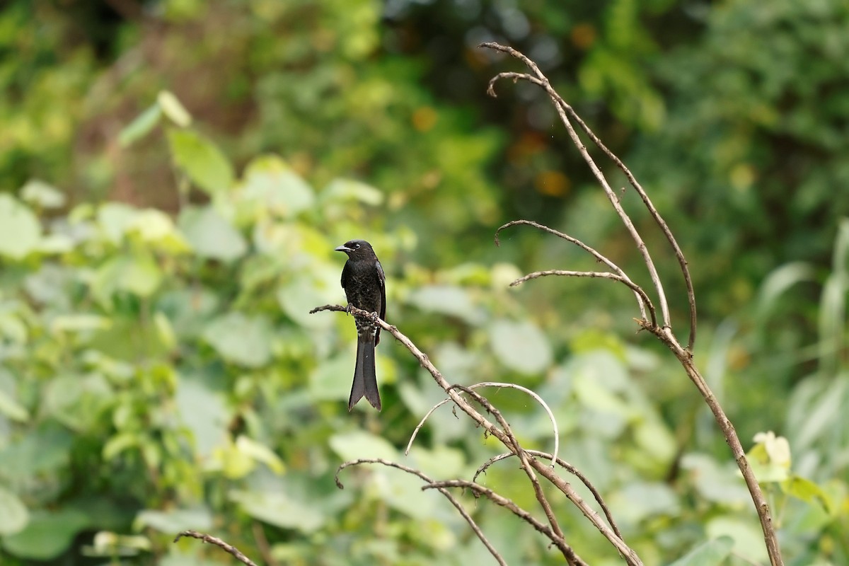 Black Drongo - ML627809034