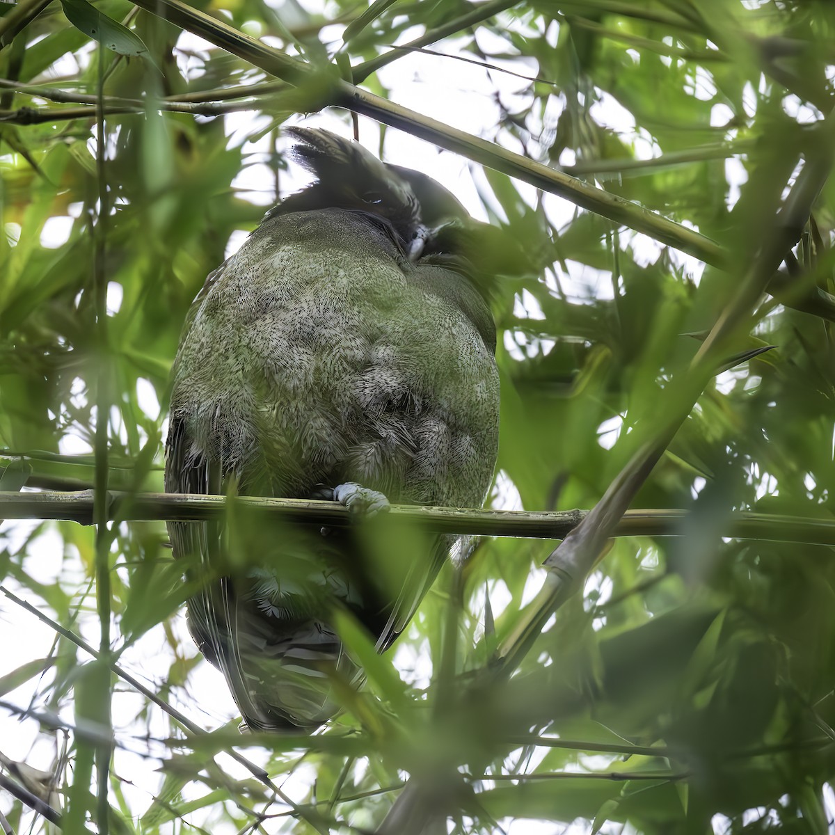 Crested Owl - ML627809128