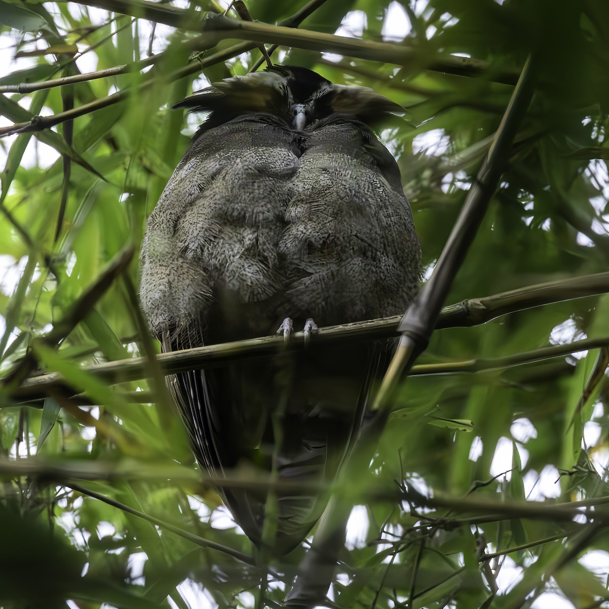 Crested Owl - ML627809129