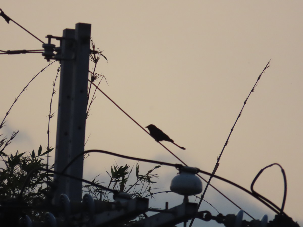 Black Drongo - ML627809140