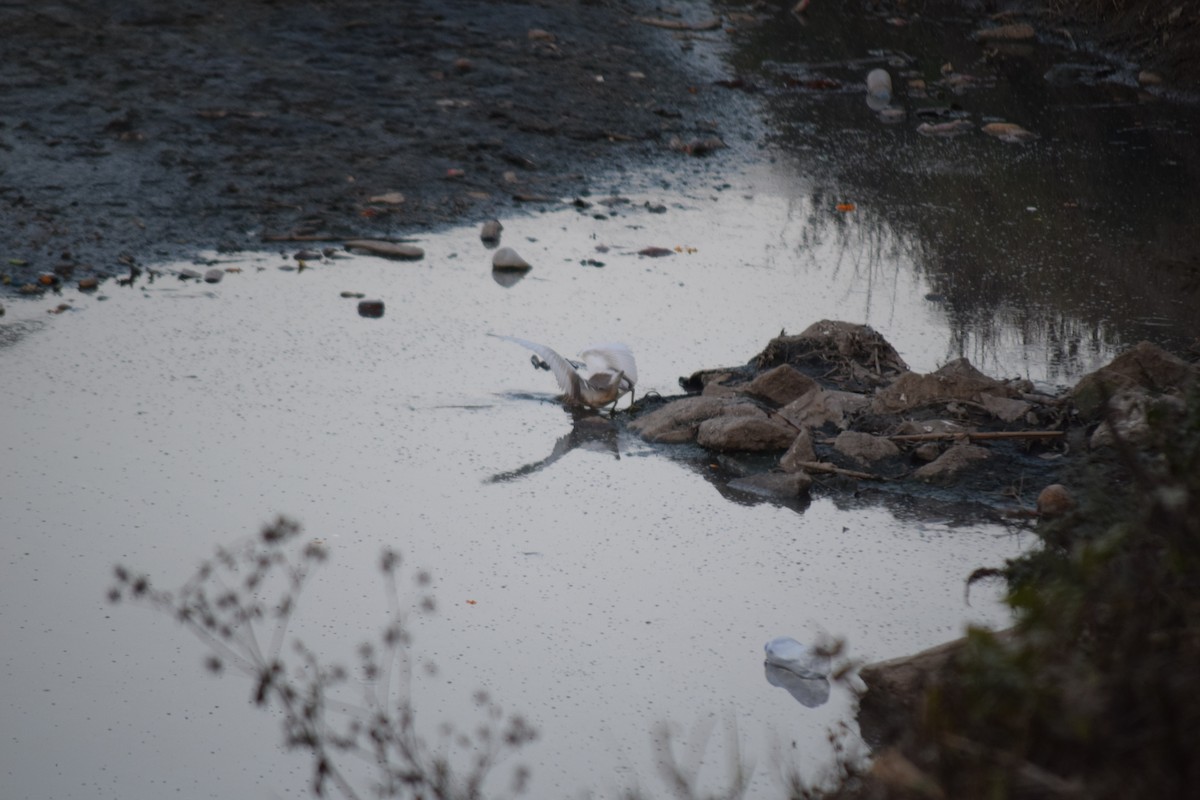 Indian Pond-Heron - ML627809169