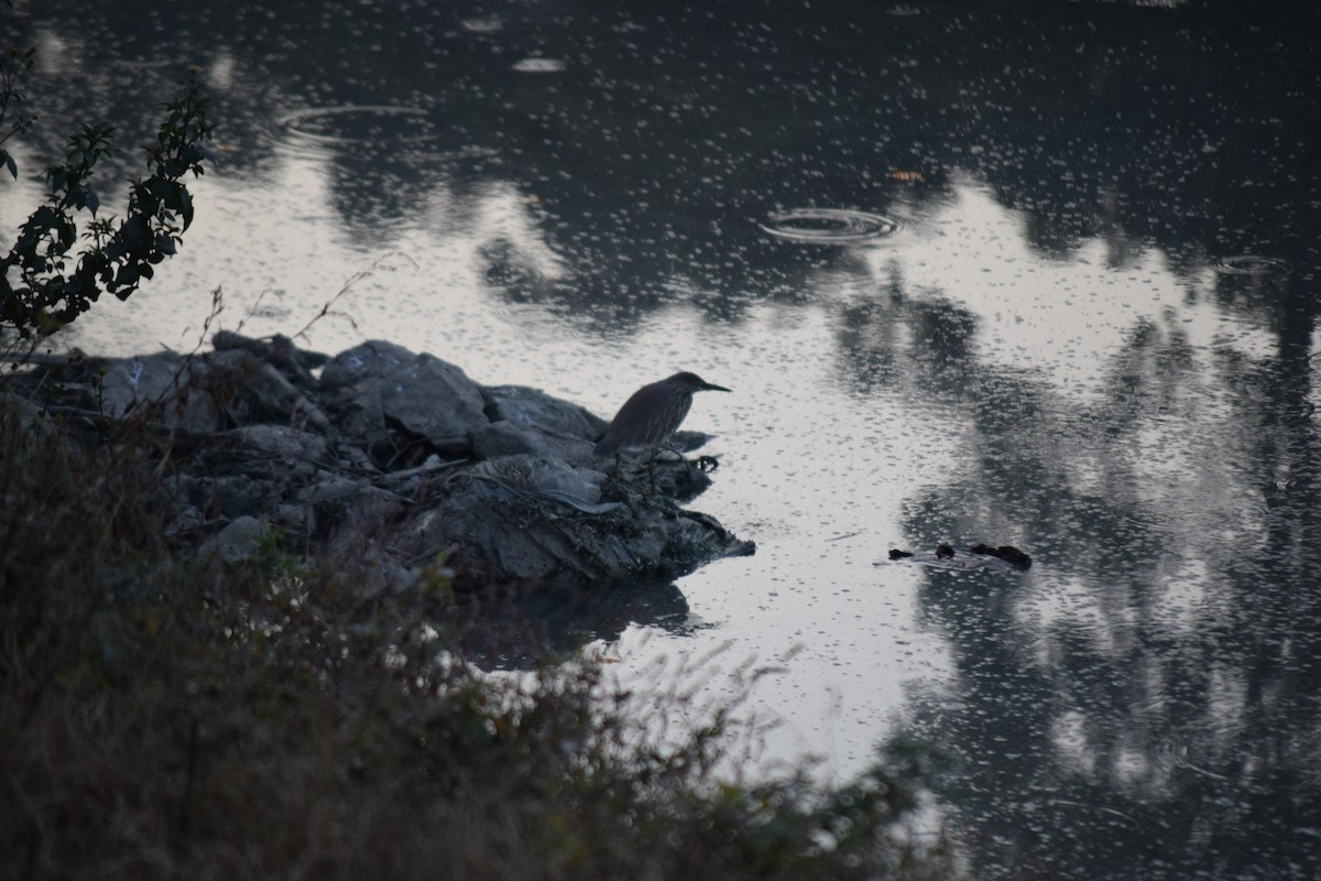 Indian Pond-Heron - ML627809173