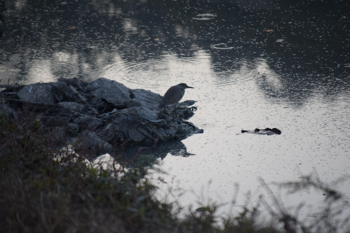 Indian Pond-Heron - ML627809174