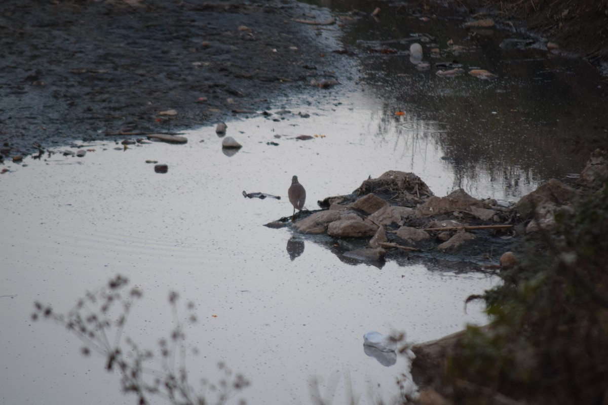 Indian Pond-Heron - ML627809175