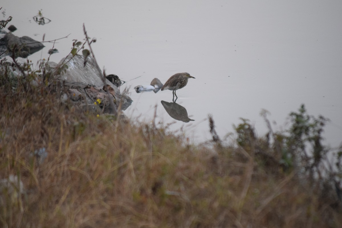 Indian Pond-Heron - ML627809176