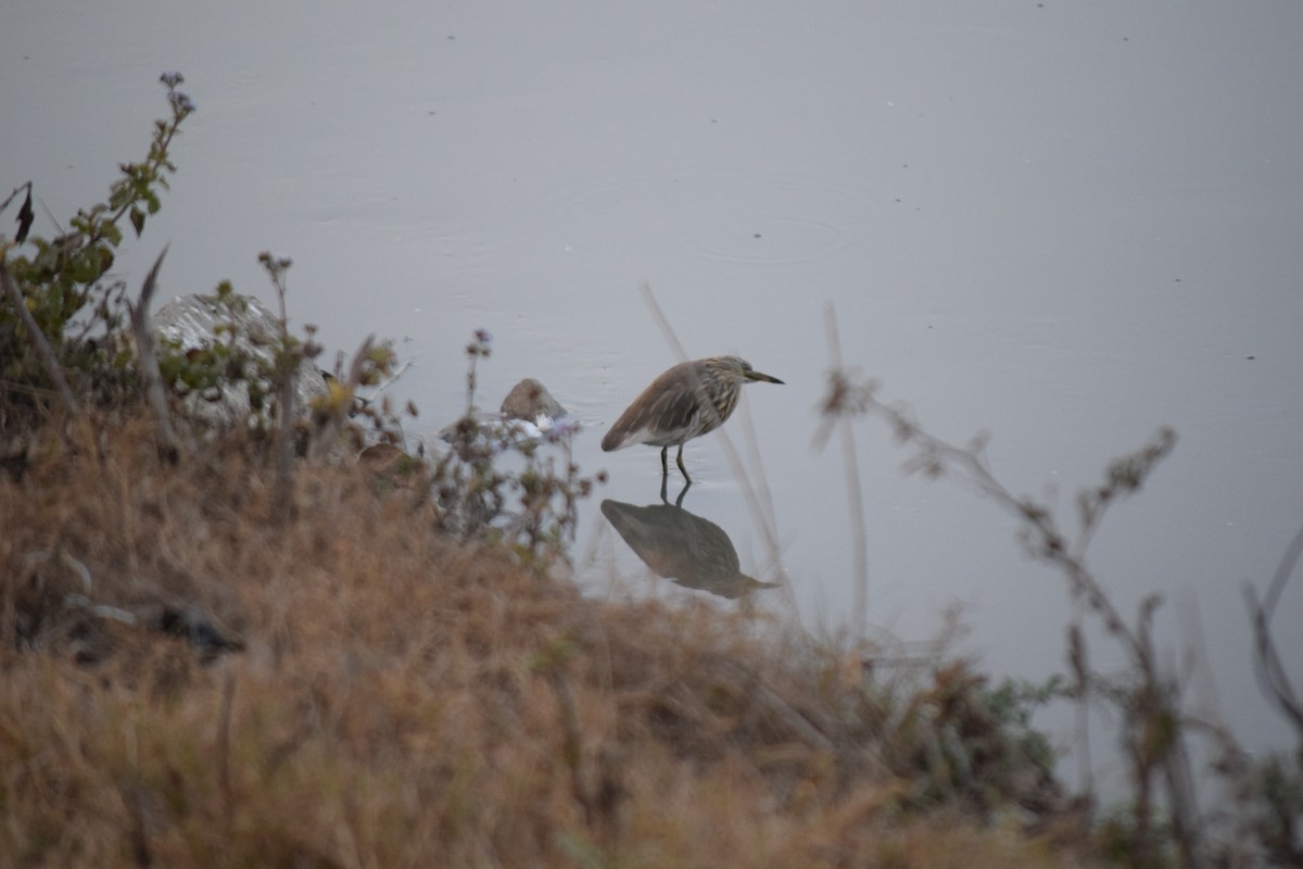 Indian Pond-Heron - ML627809177